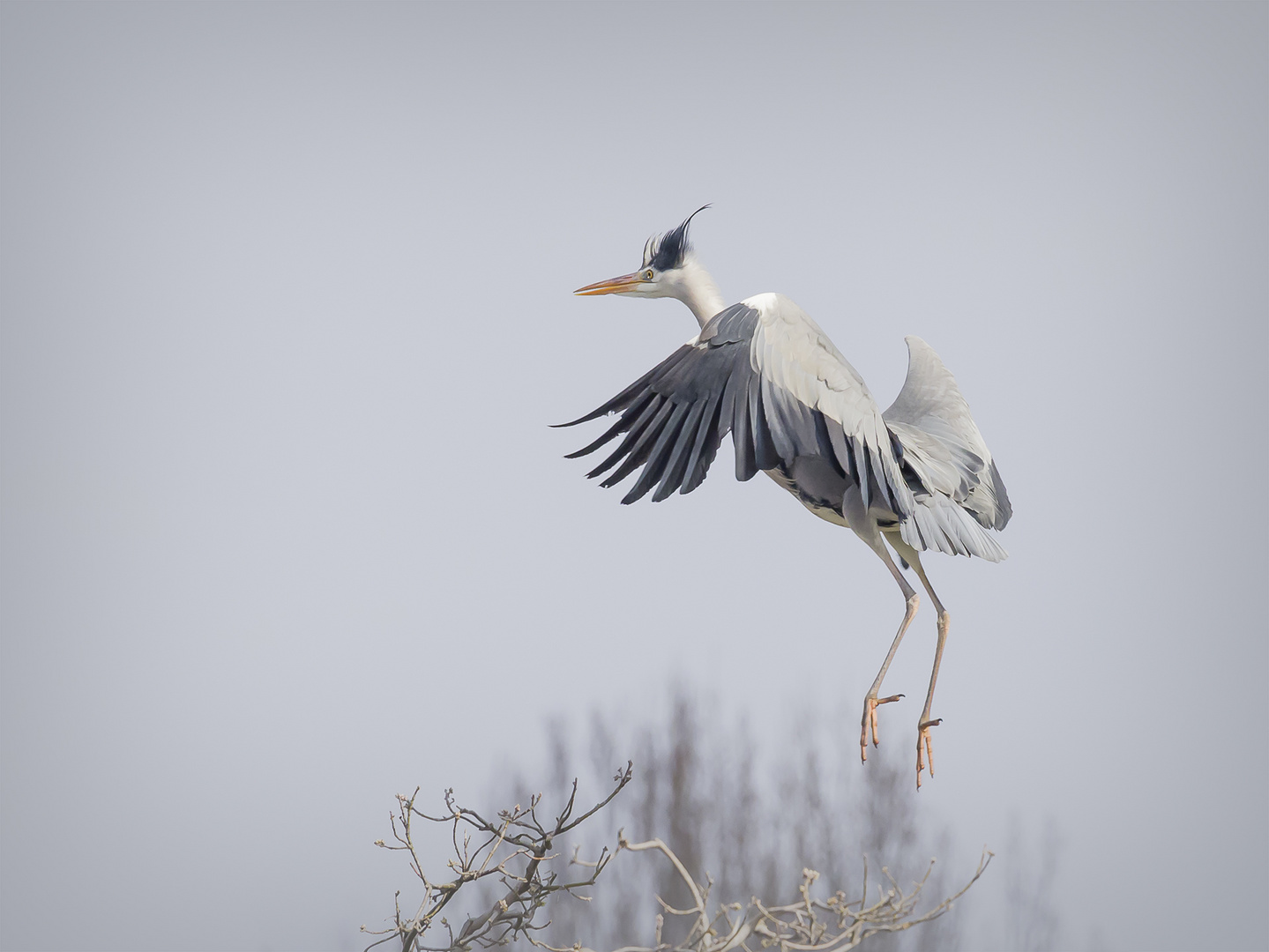 Graureiher#2 | Great heron#2