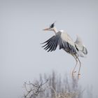 Graureiher#2 | Great heron#2