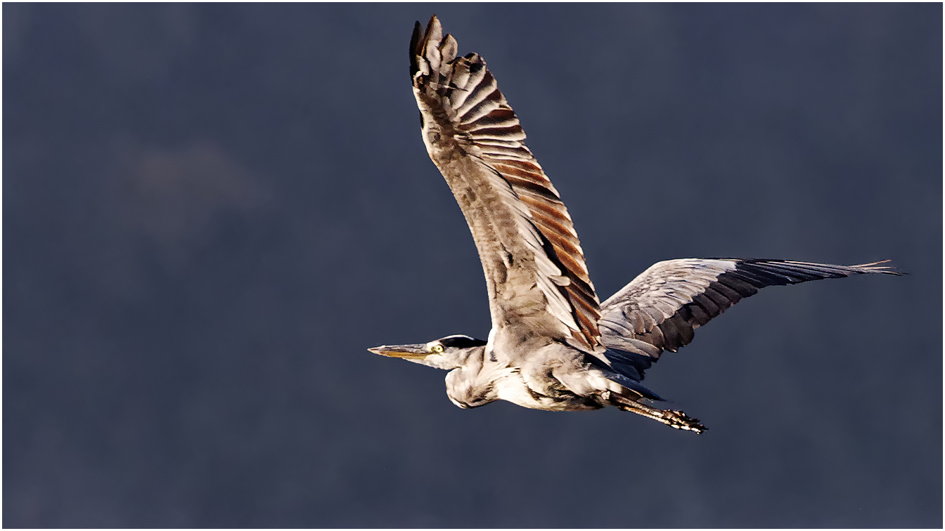 Graureiher(Ardea cinerea)