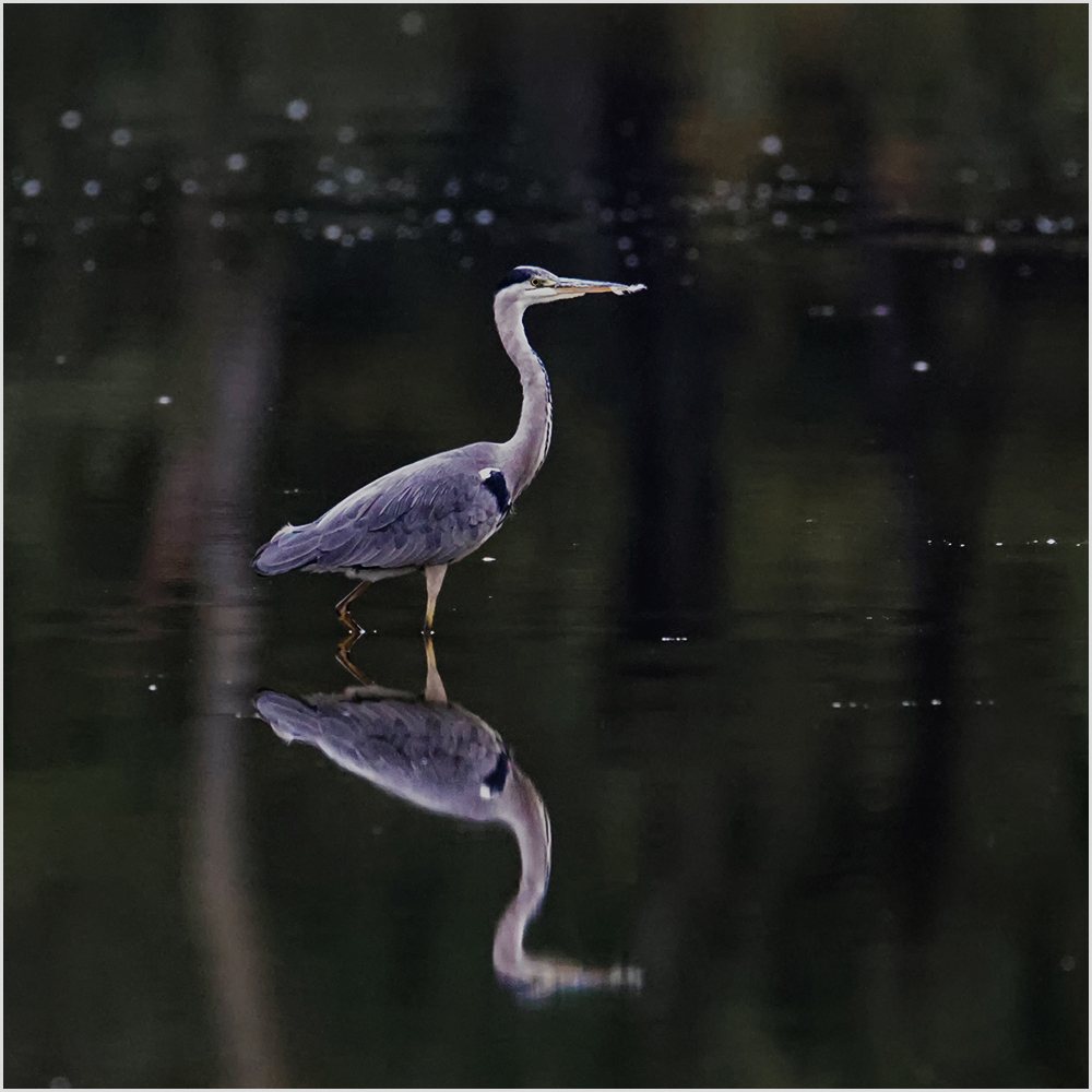 Graureiher(Ardea cinerea)