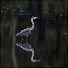 Graureiher(Ardea cinerea)