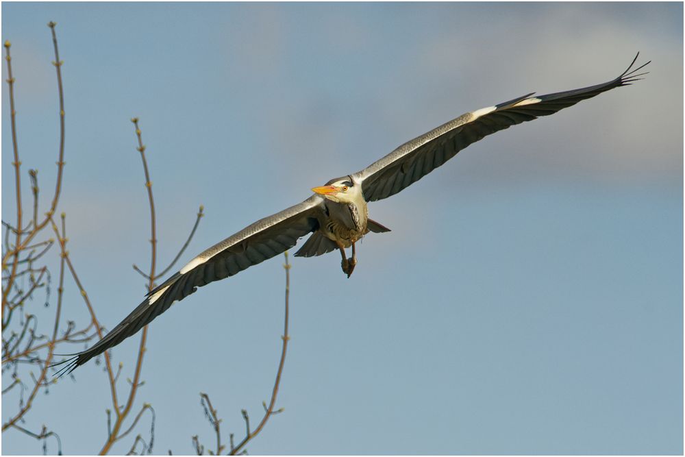 Graureiher(Ardea cinerea)