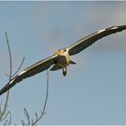 Graureiher(Ardea cinerea)