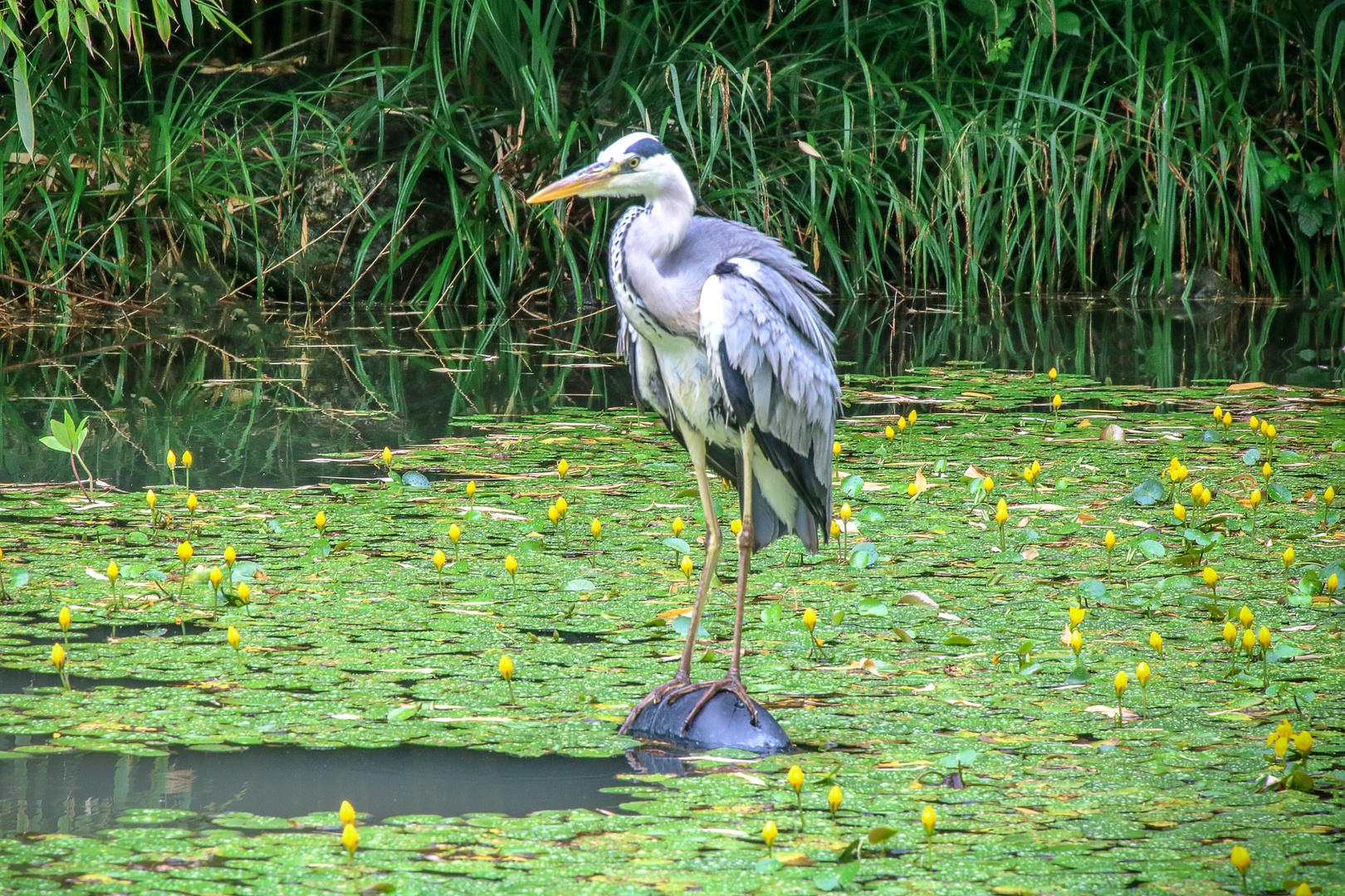  Graureiher/Fischreiher