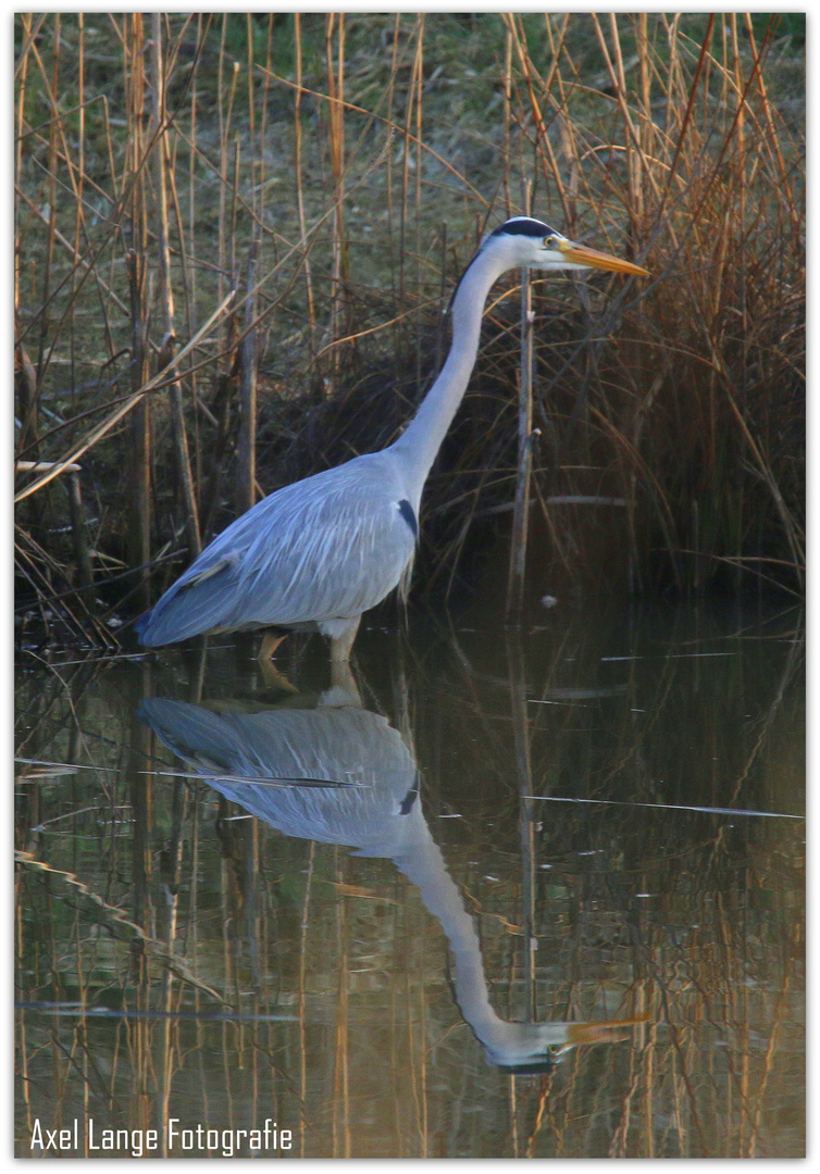 Graureiher(Fischreiher) im See