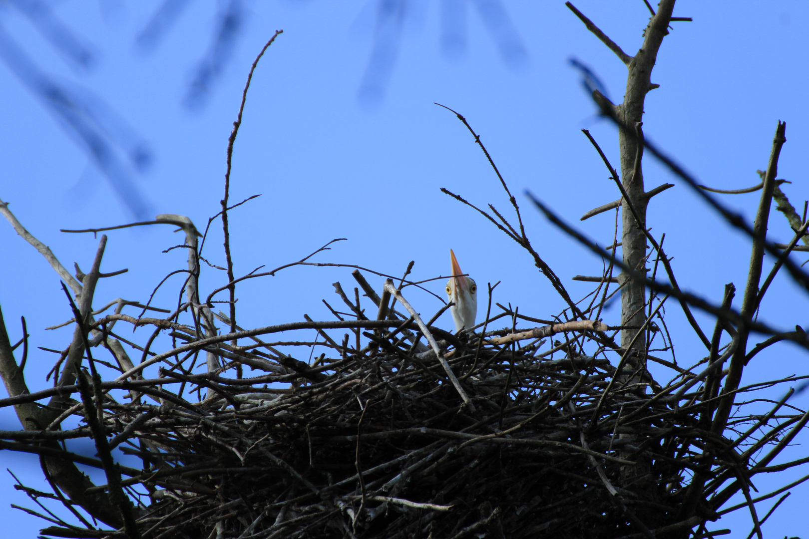 Graureiher....Junges im Nest