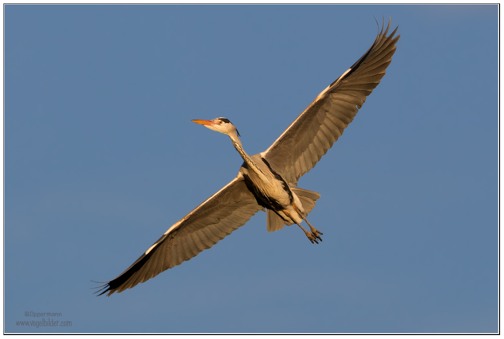 Graureiher.....nur ein Überflieger