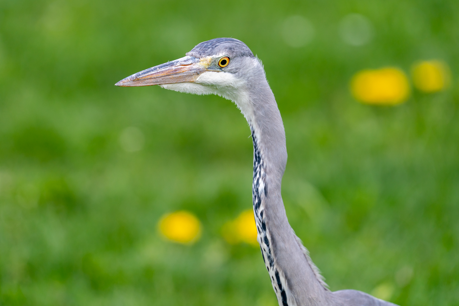 Graureiherportrait