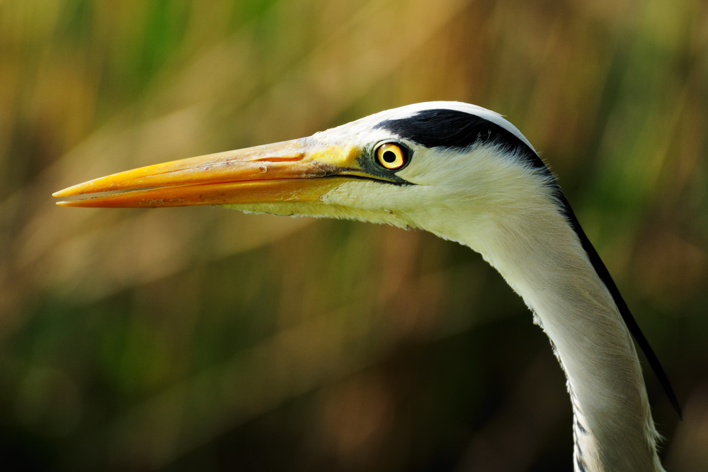 Graureiherportrait / Portrait of a Grey Heron