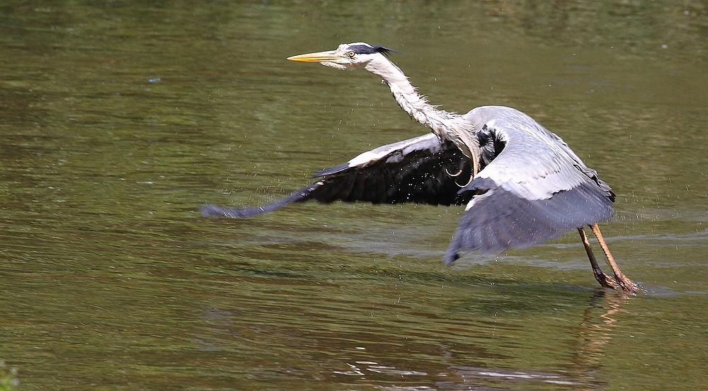 Graureiher's Abflug