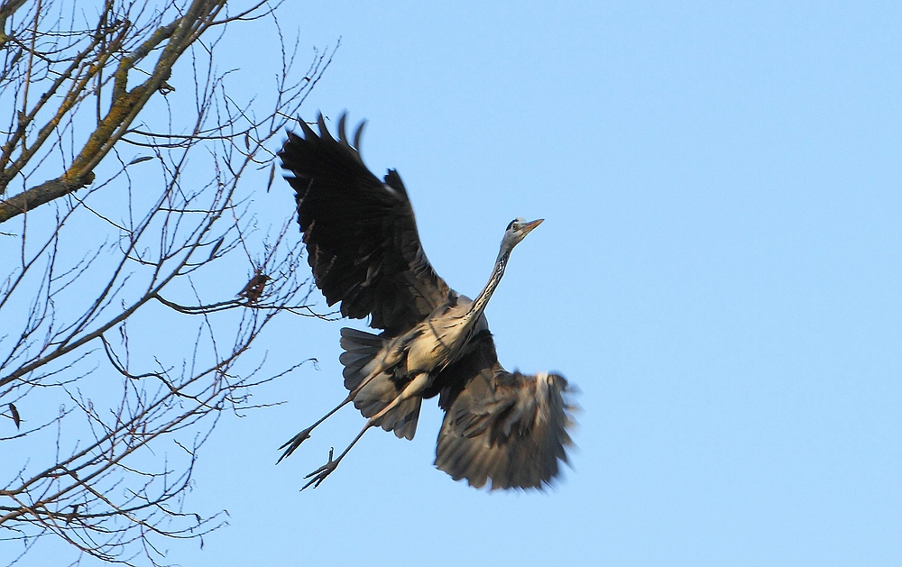 Graureiher's Abflug