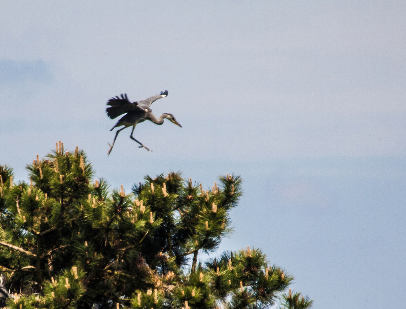 Graureihers erster Flugversuch # 3