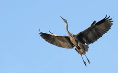 Graureiher's Flugshow