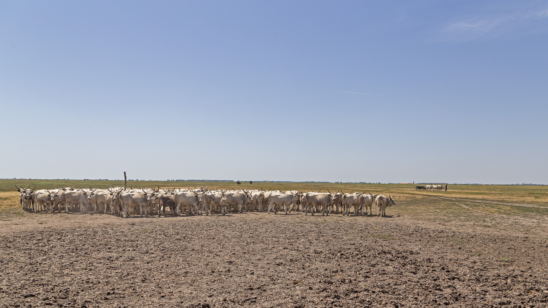 Graurindherde mitten in der Puszta