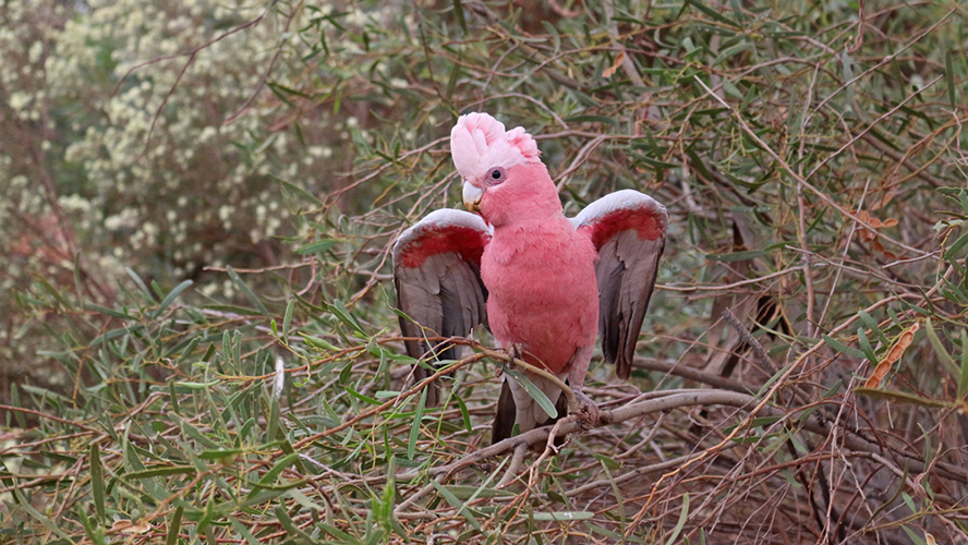 Graurosa Kakadu