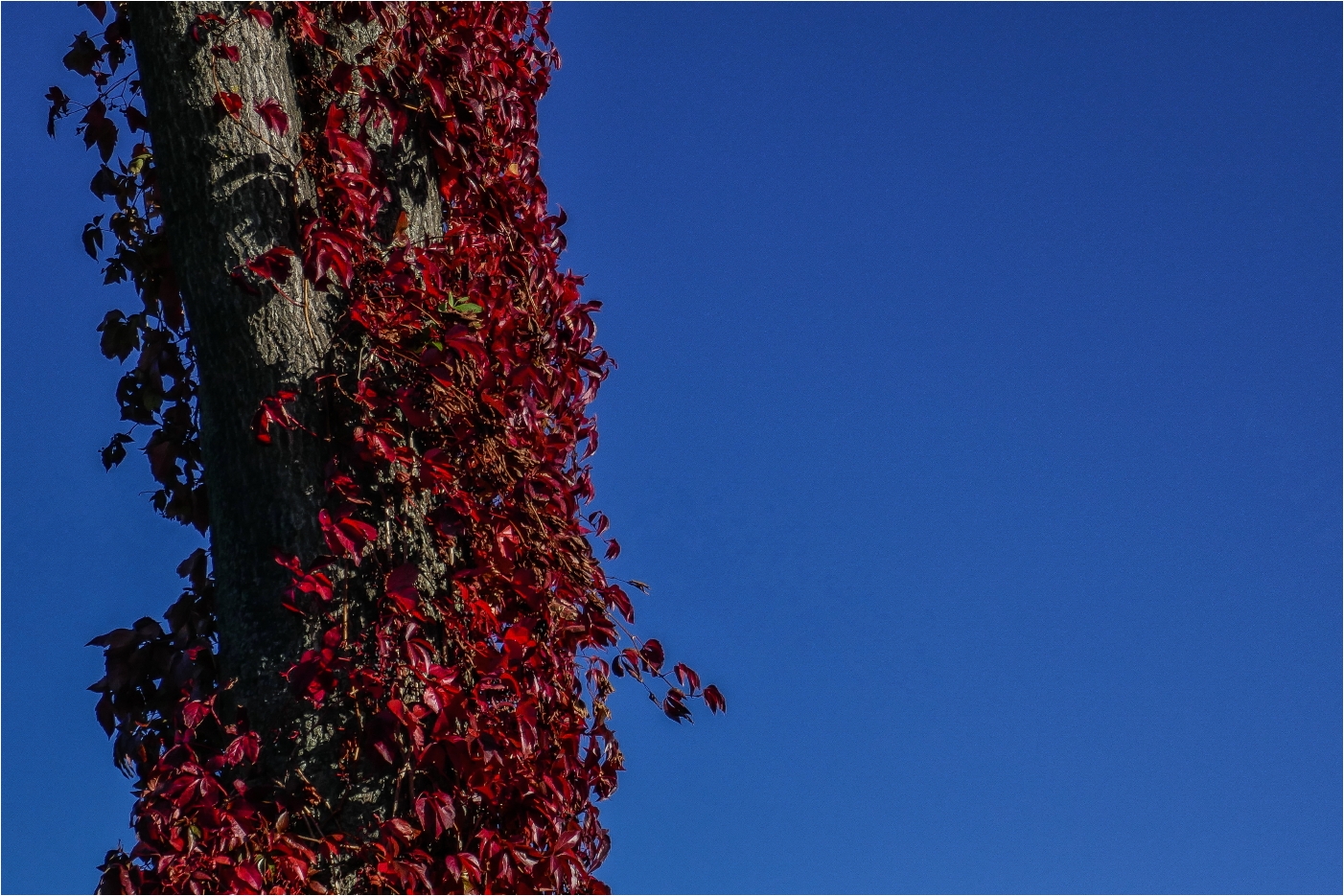 Grau/Rot/Blau