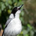 Graurücken-Krähenwürger (Cracticus torquatus) ...