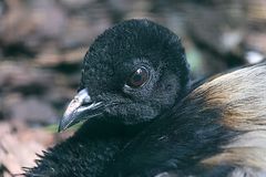 Graurücken Trompetervogel