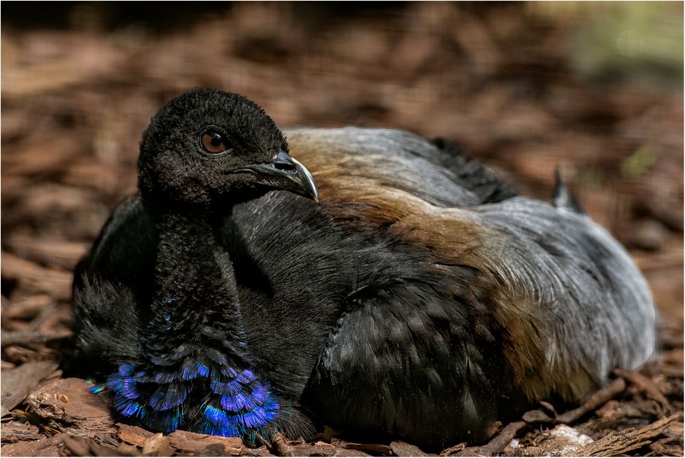 Graurücken-Trompetervogel