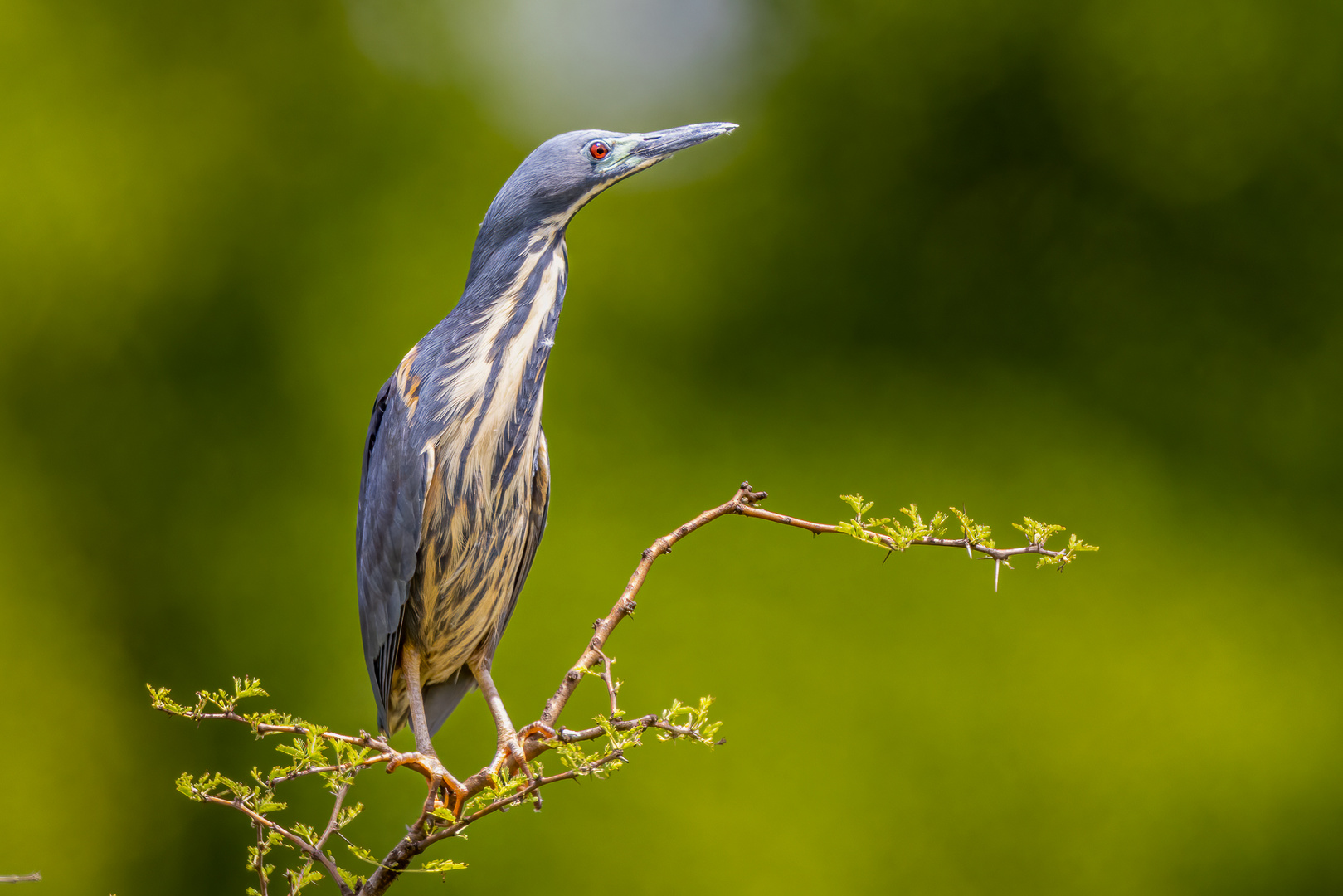 Graurückendommel (Dwarf Bittern)