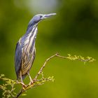 Graurückendommel (Dwarf Bittern)