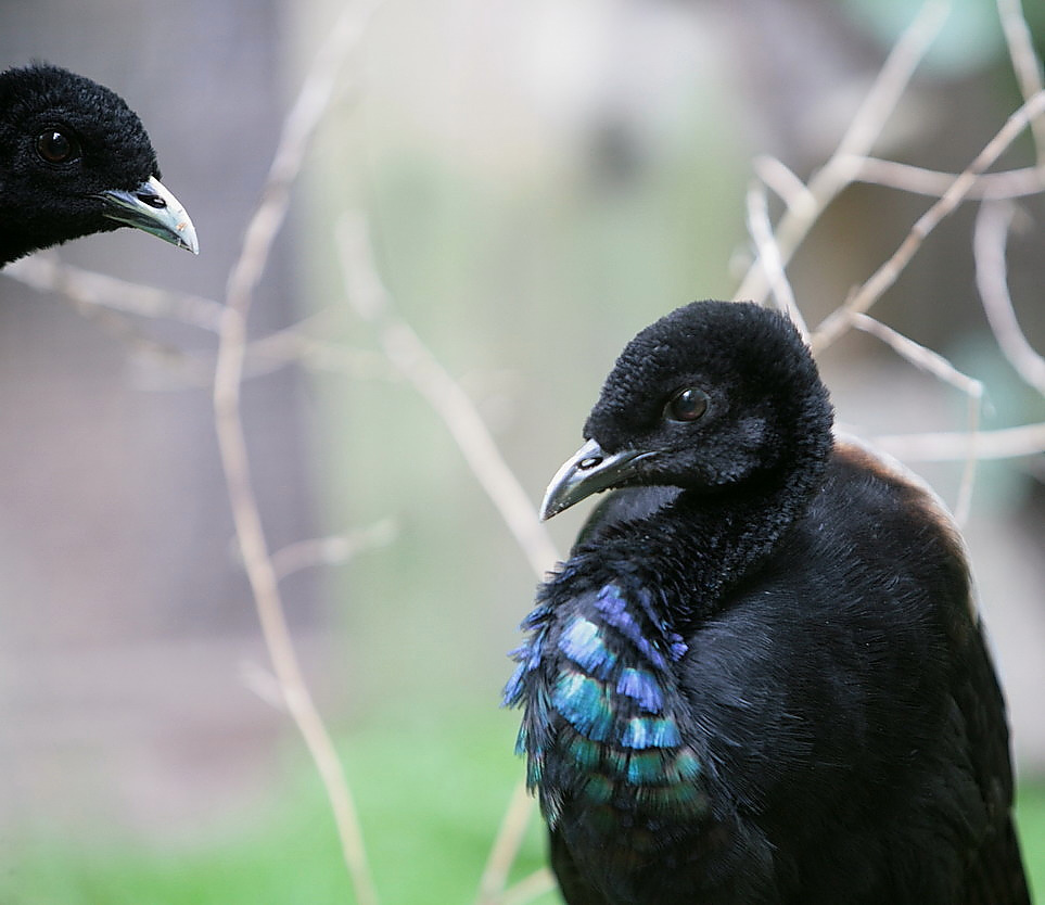 graurückentrompetervogel