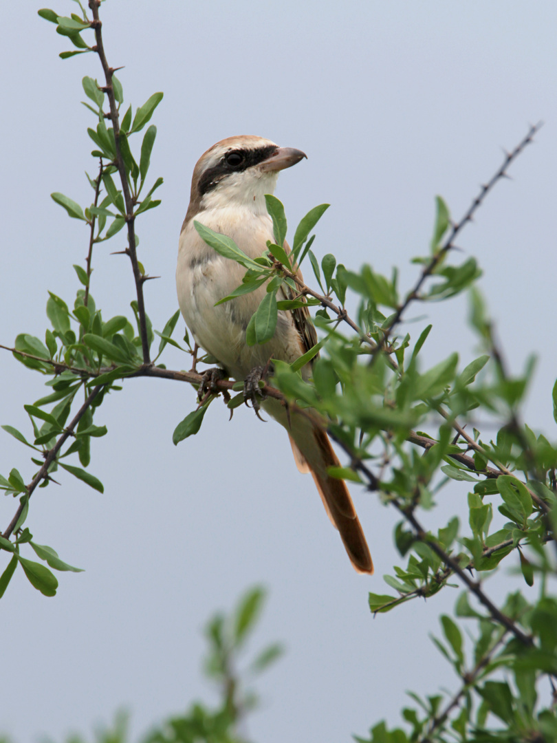 Graurückenwürger in Kenia