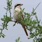 Graurückenwürger in Kenia