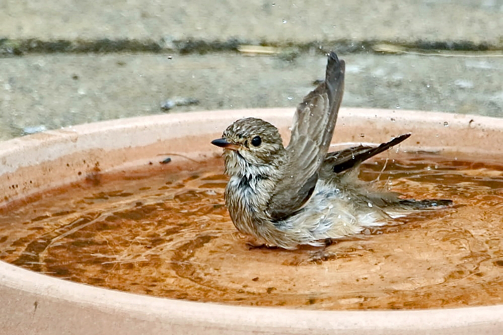 Grauschnäpper