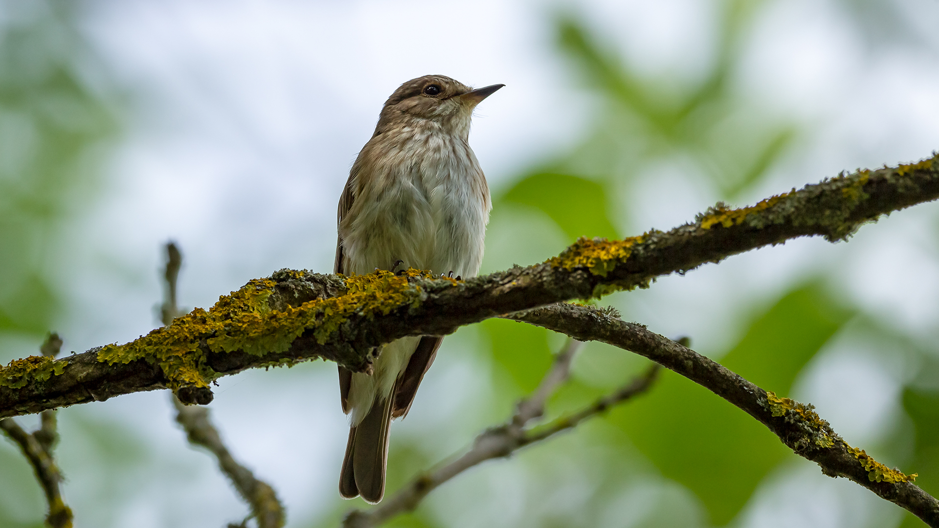 Grauschnäpper am Donauwehr Obermarchtal