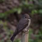 Grauschnäpper beim Futterfang