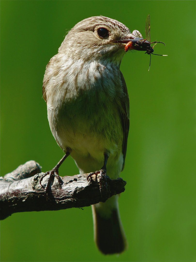 Grauschnäpper-Digiskopie (1)