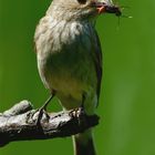 Grauschnäpper-Digiskopie (1)