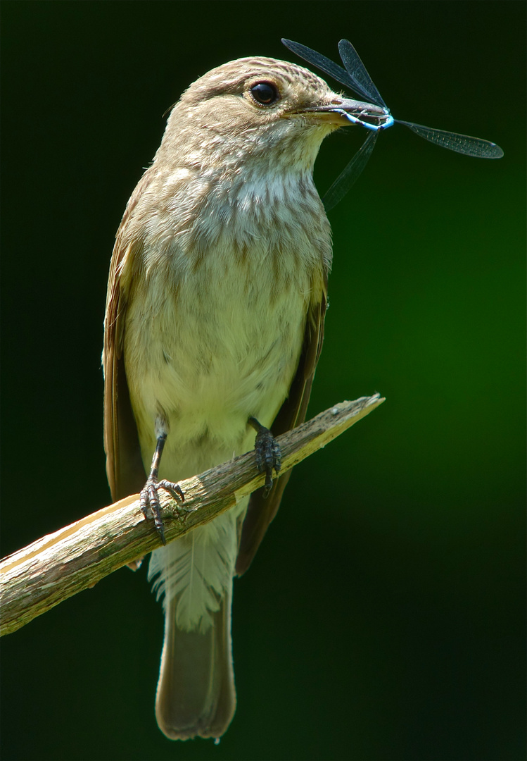 Grauschnäpper-Digiskopie 2