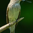 Grauschnäpper-Digiskopie 2