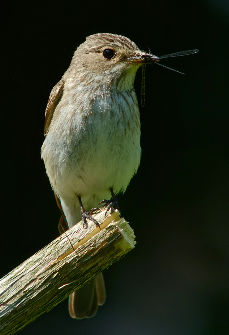 Grauschnäpper-Digiskopie 3