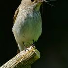 Grauschnäpper-Digiskopie 3