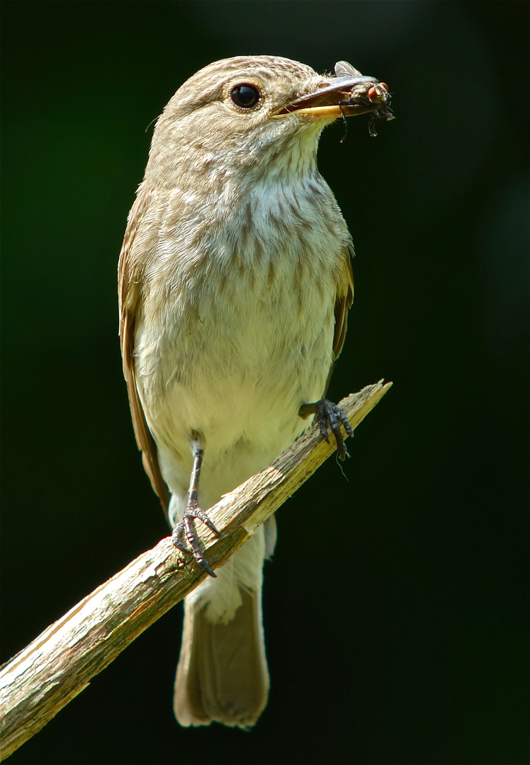 Grauschnäpper-Digiskopie 4