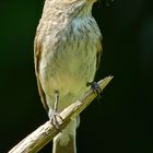 Grauschnäpper-Digiskopie 4