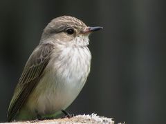 Grauschnäpper