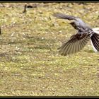 Grauschnäpper im Flug