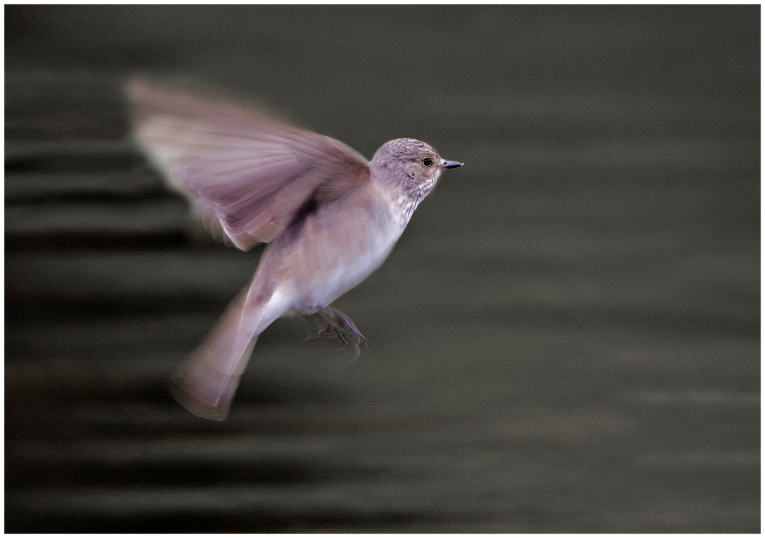 Grauschnäpper im Flug