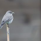 Grauschnäpper im Garten 1