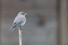 Grauschnäpper im Garten 1