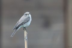 Grauschnäpper im Garten 3