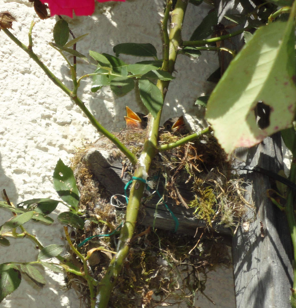 Grauschnäpper im Nest