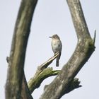 Grauschnäpper in Naturrahmen