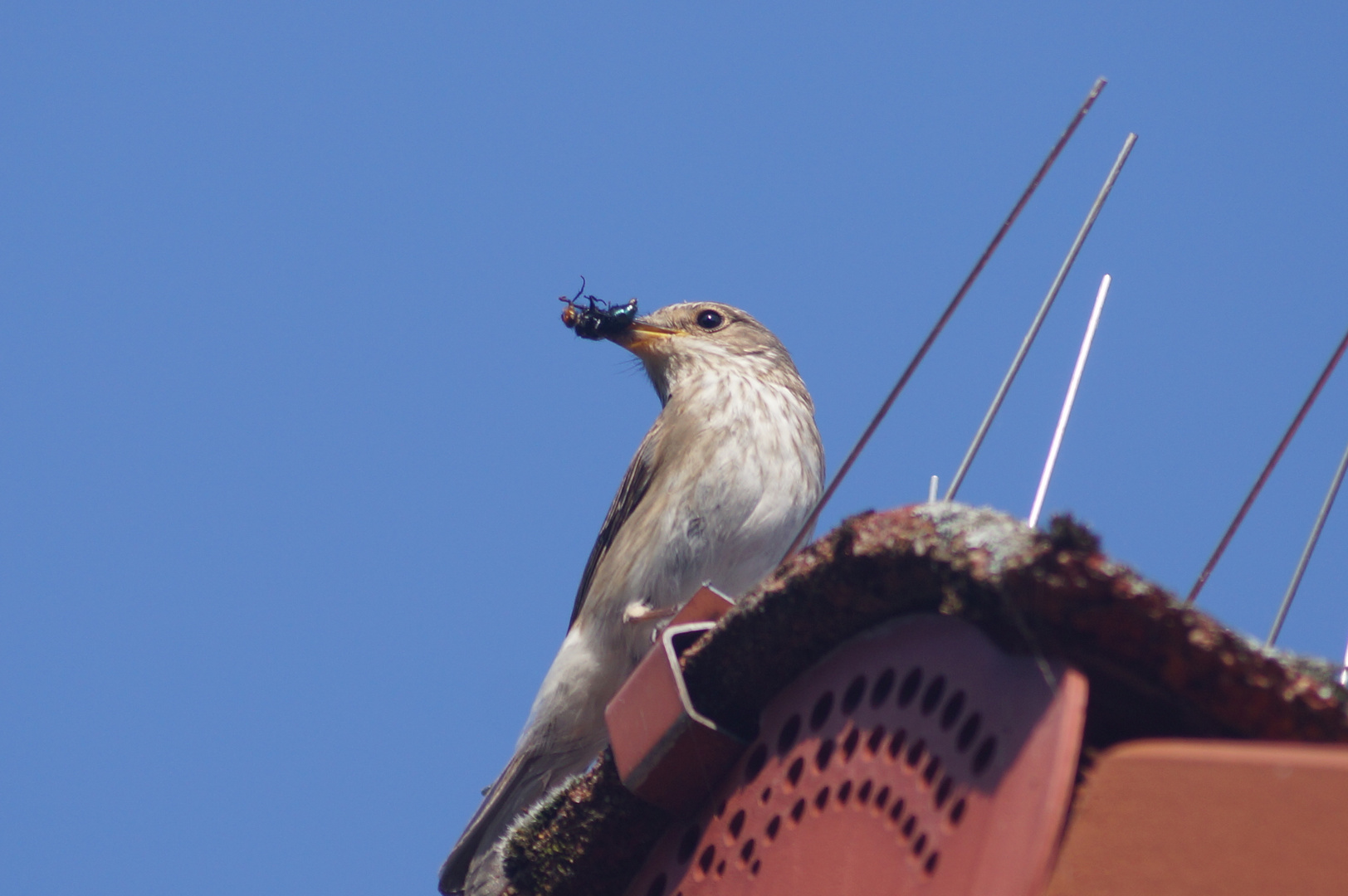 Grauschnäpper mit Beute in unserem Garten