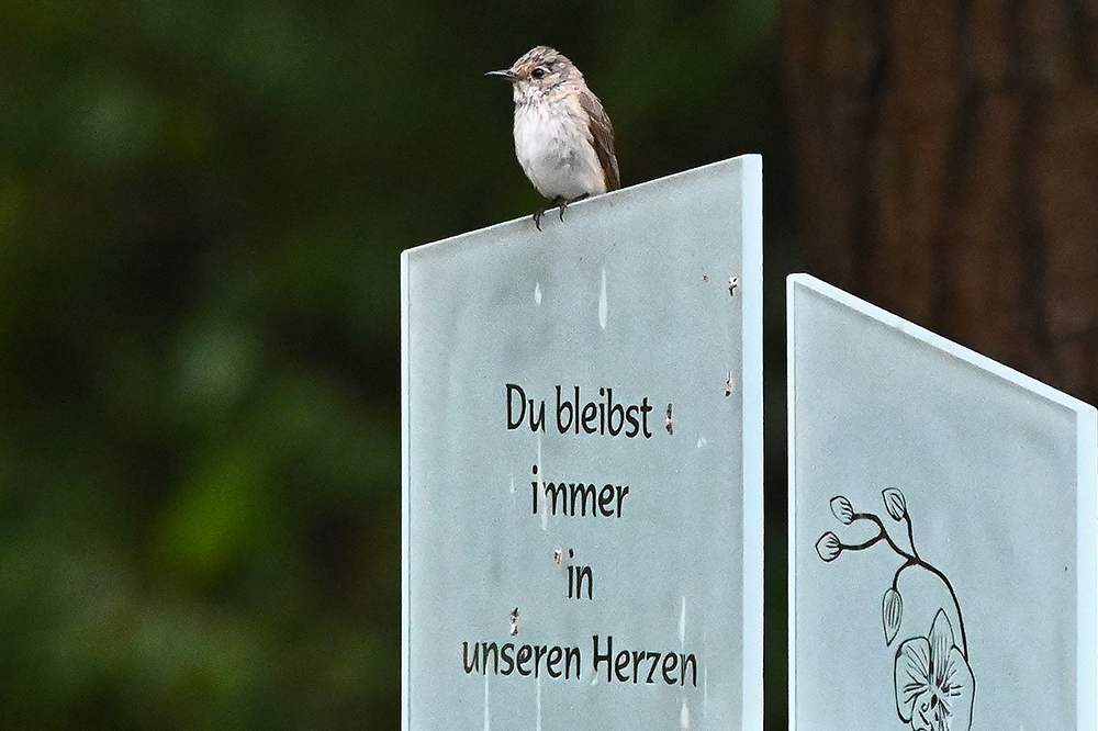 Grauschnäpper mit Botschaft