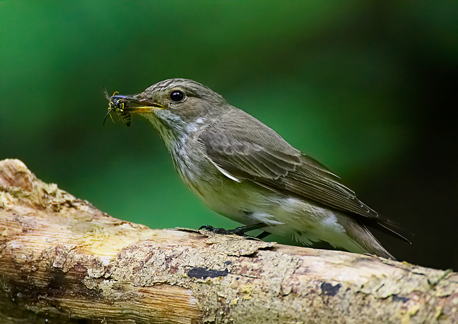 Grauschnäpper mit Wespe (Muscicapa striata)